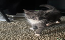 British Shorthair cats for sale: 2 blue British shorthair kittens - Advert 7