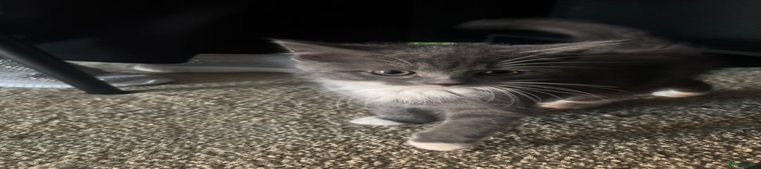 British Shorthair Kitten 2