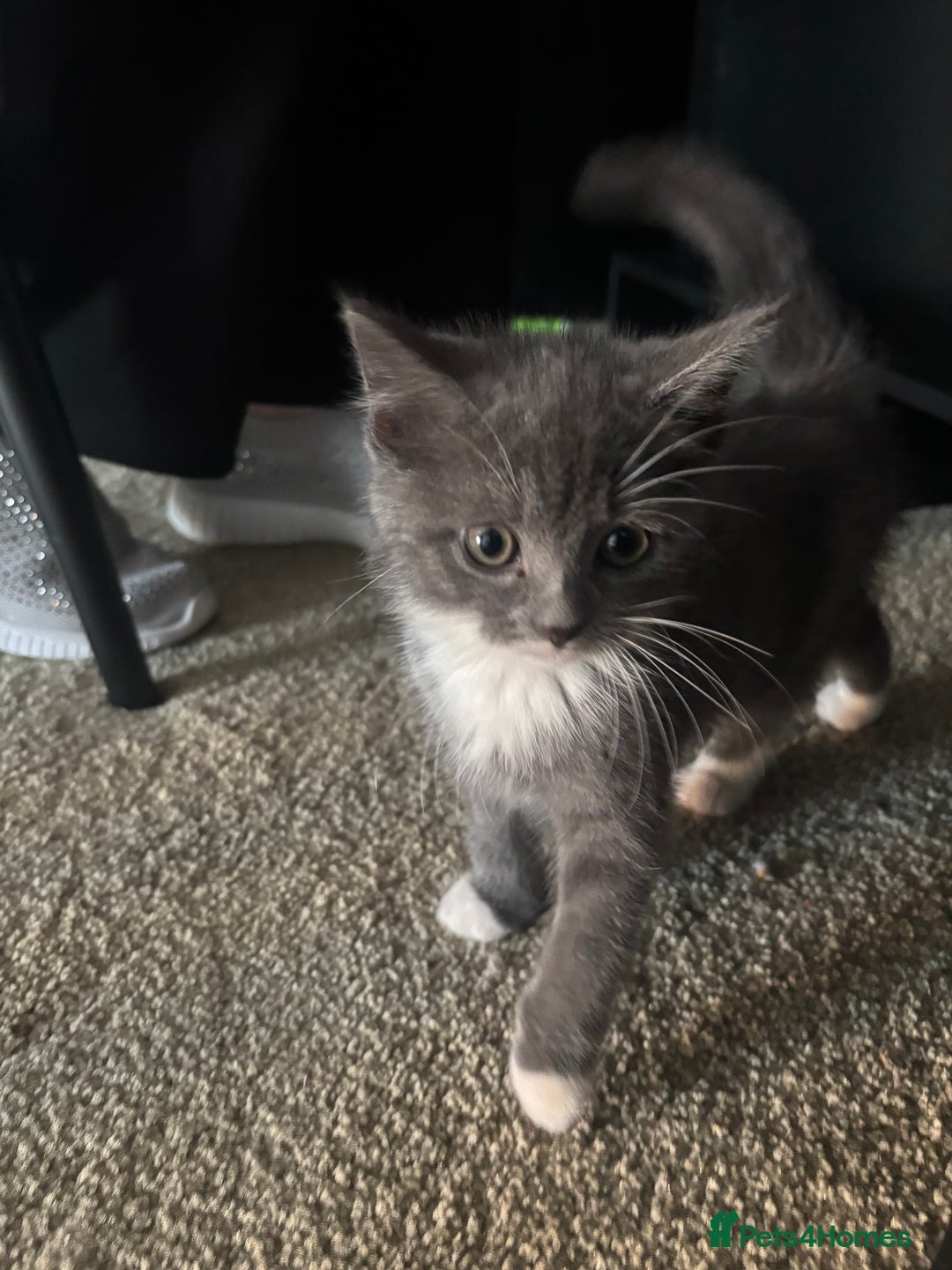 British Shorthair cats for sale: 2 blue British shorthair kittens - Advert 7