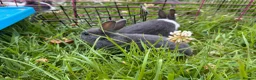 Netherland Dwarf rabbits for sale: Adorable Baby Netherland Dwarf Rabbits - Advert 11