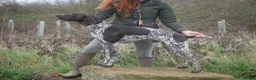German Shorthaired Pointer dogs for stud: PROVEN KC REG German shorthaired Pointer Stud - Advert 2