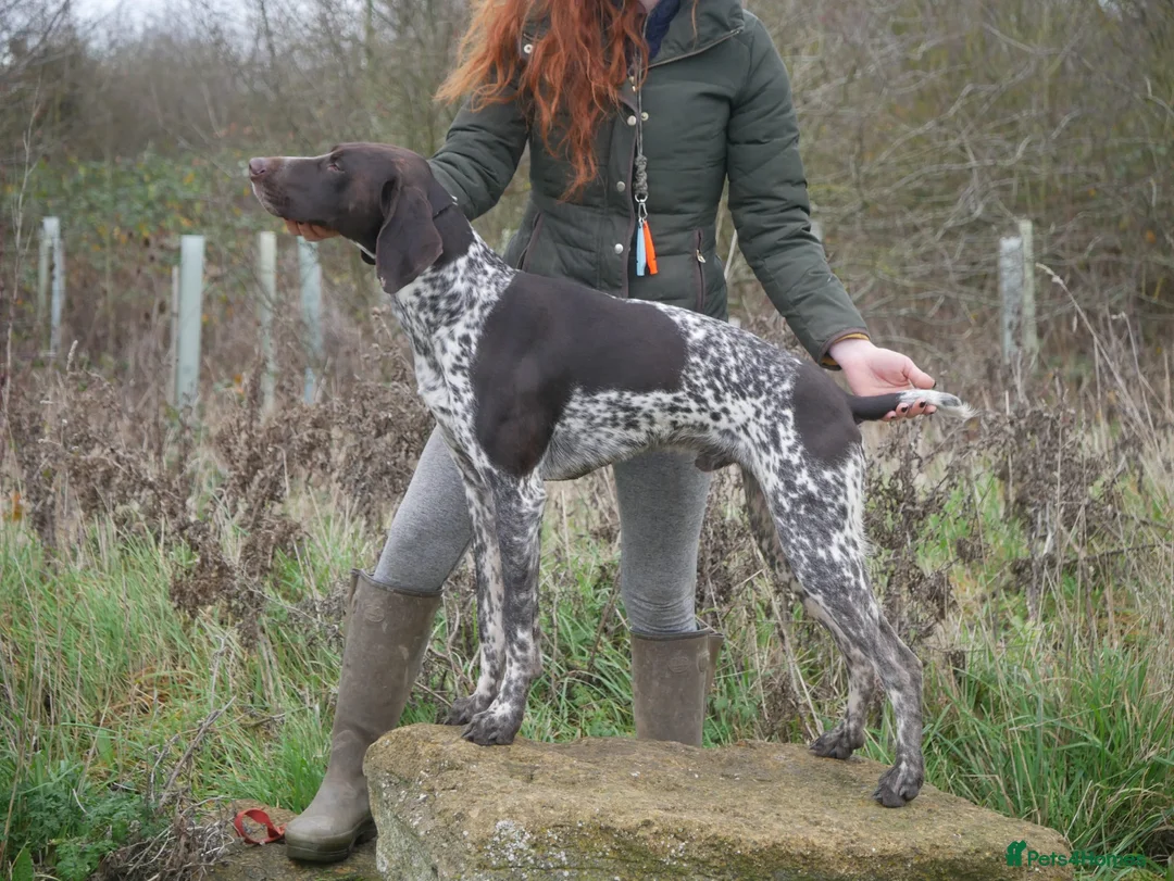 German Shorthaired Pointer dogs for stud: PROVEN KC REG German shorthaired Pointer Stud - Advert 2