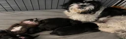 Mixed Breed dogs for sale: Oxcroft border terrier x Shih Tzu pups - Advert 4