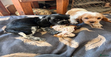 Cocker Spaniel dogs - Advert 3