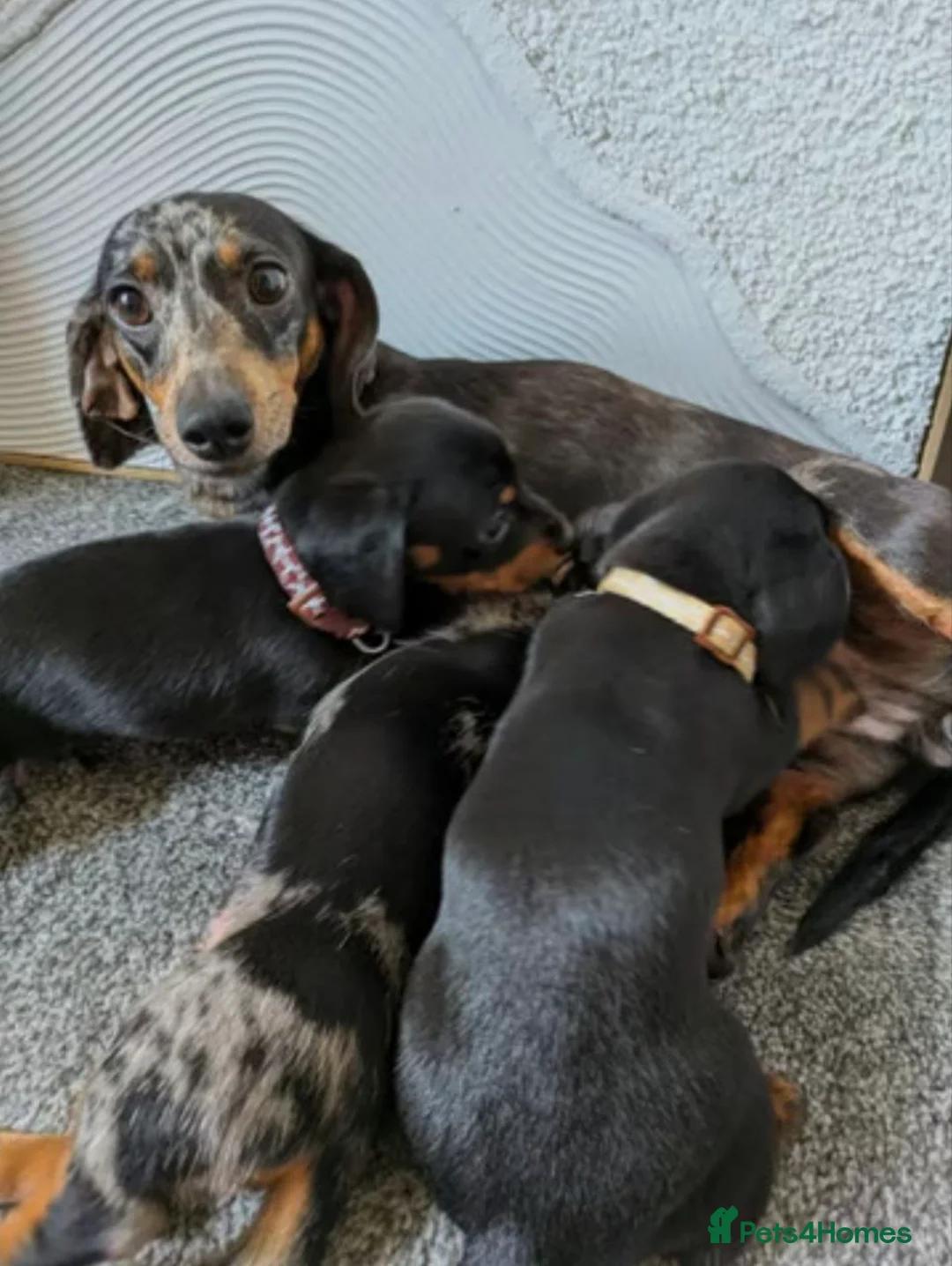 Miniature Dachshund dogs for sale: Miniature Dachshund Puppies in Chesterfield - Advert 2