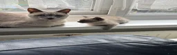 Siamese cats for sale: Blue/ lilac point siamese kittens  - Advert 4