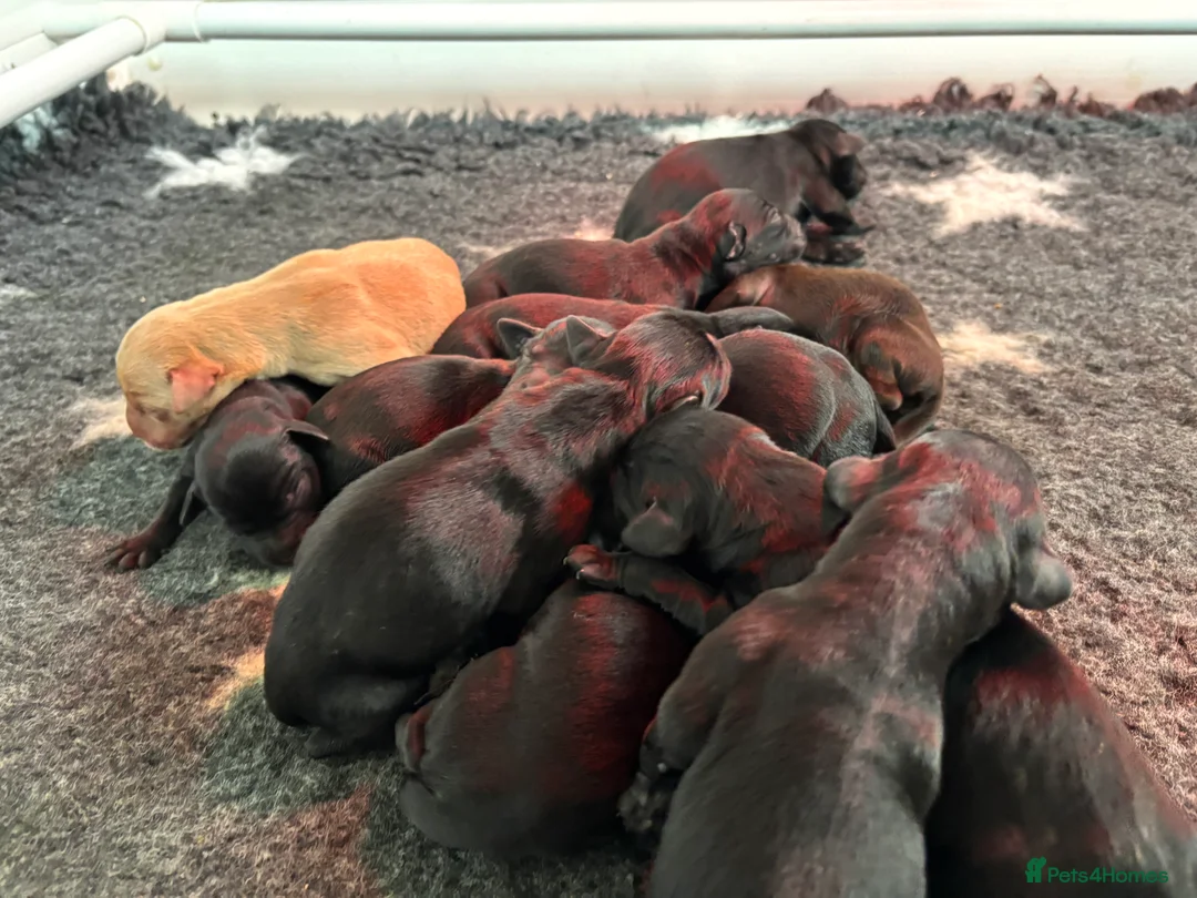 Labrador Retriever dogs for sale: Kc Reg Black Labrador Puppies  - Advert 4