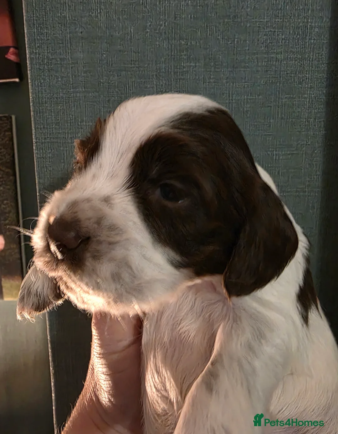 Cocker Spaniel dogs for sale: Choc roan cocker spaniel pups  - Advert 13