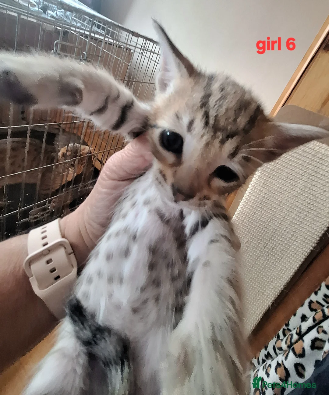 Savannah cats for sale: REDUCED! Savannah SBTF6 cubs with Serval traits - Advert 29