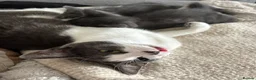 Mixed Breed cats for sale: Grey&white F.  All grey M.  - Advert 2