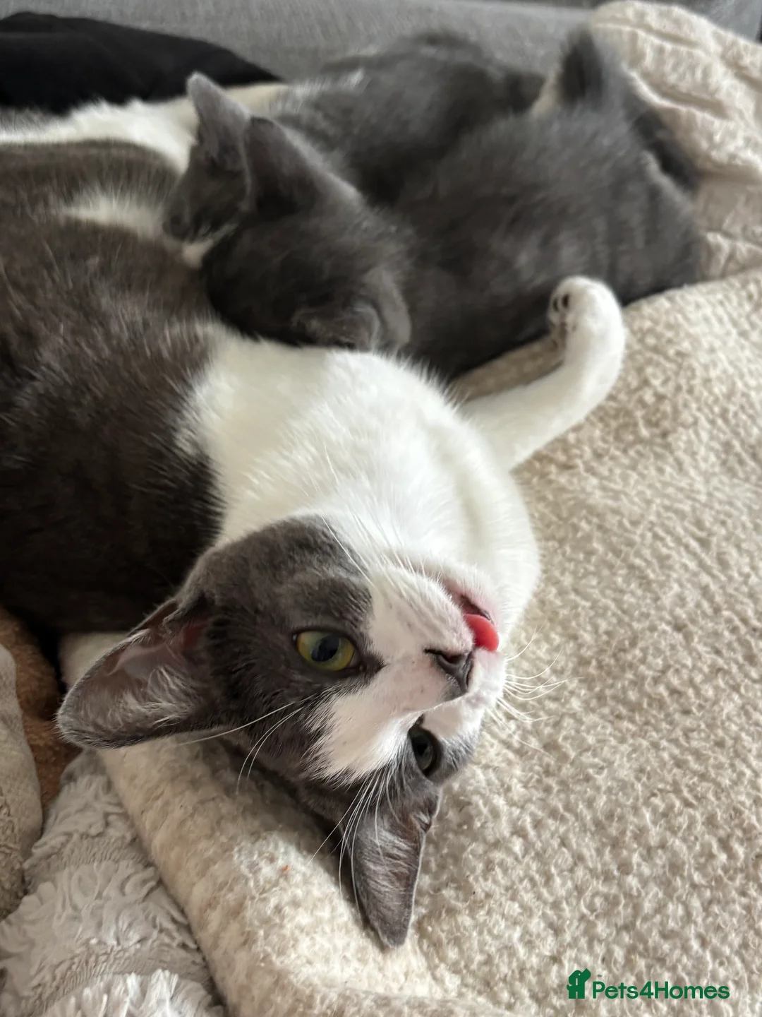 Mixed Breed cats for sale: Grey&white F.  All grey M.  - Advert 2