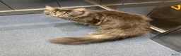 Maine Coon cats for sale: 🐾 BEAUTIFUL MAINE COON KITTENS FOR SALE 🐾 in Margate - Advert 12