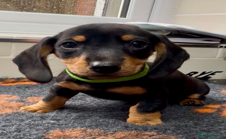 Miniature Dachshund dogs - Advert 1