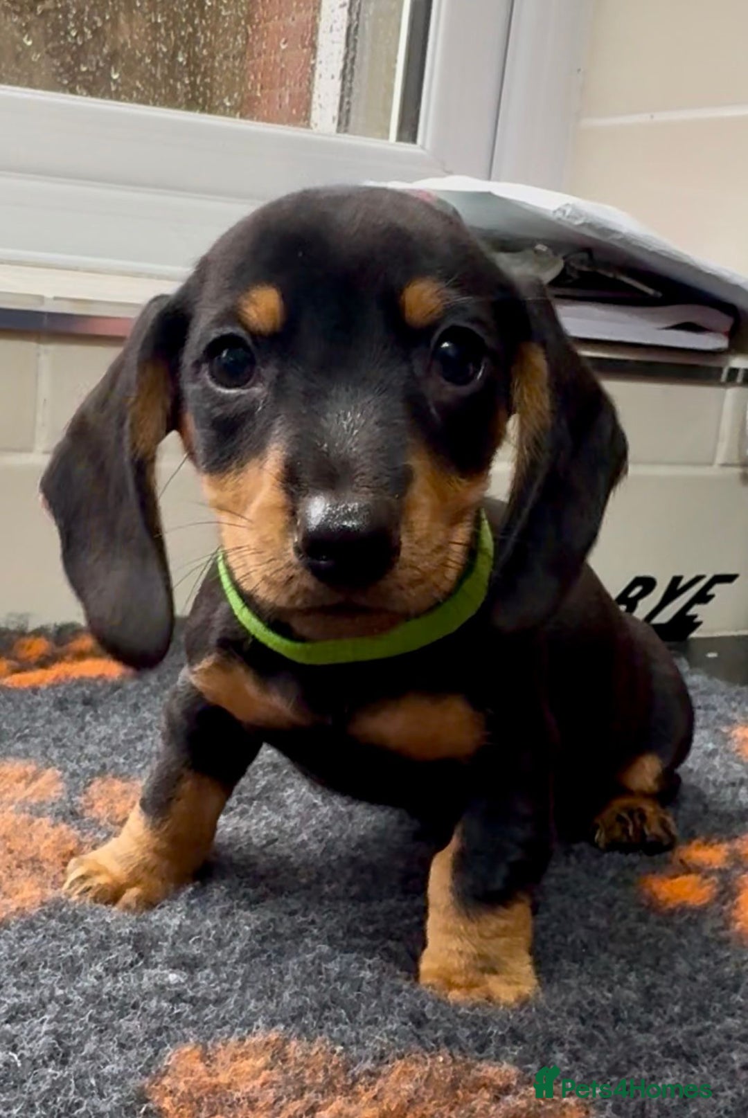Miniature Dachshund dogs for sale: Show standard KC registered miniature dachshunds  - Image 1