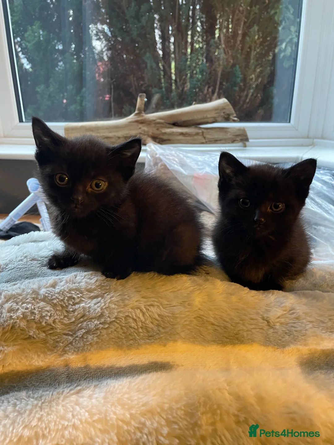Mixed Breed cats for sale: Two black kittens - Advert 1
