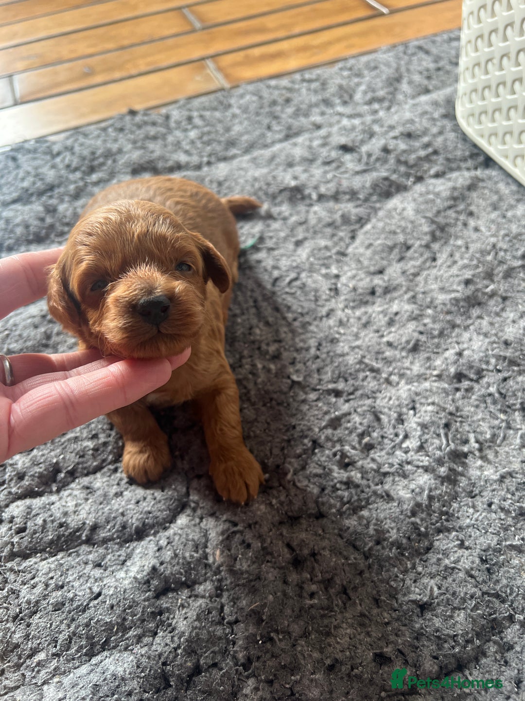 Cavapoo dogs for sale: Exceptional red toy cavapoo puppies - Image 6