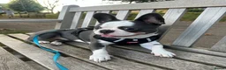French Bulldog dogs for sale: LAST TWO - Top Quality Fluffy Coat French Bulldogs - Advert 9