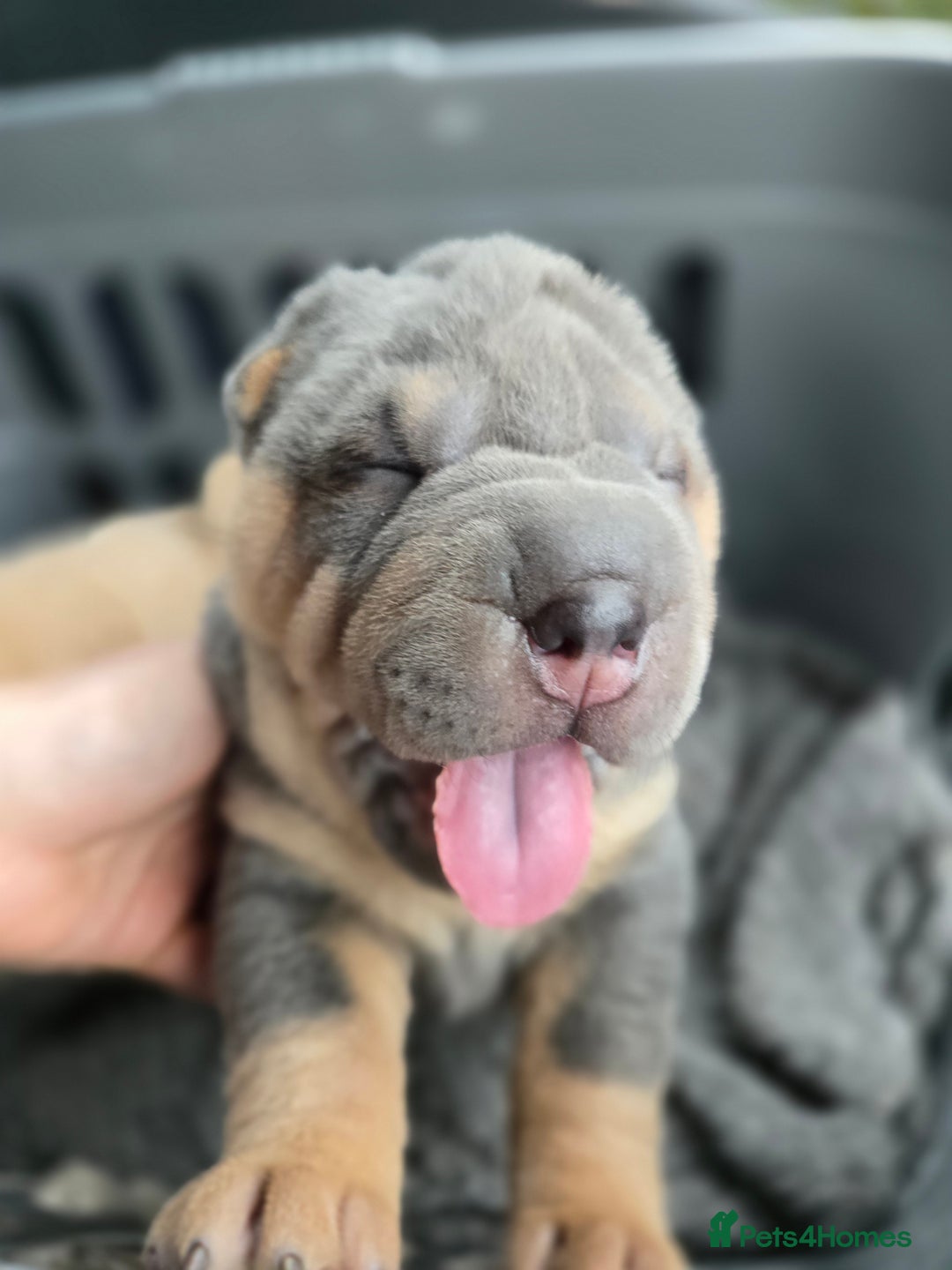 Shar Pei dogs for sale: Beautiful litter of Shar Pei puppies!  - Advert 28