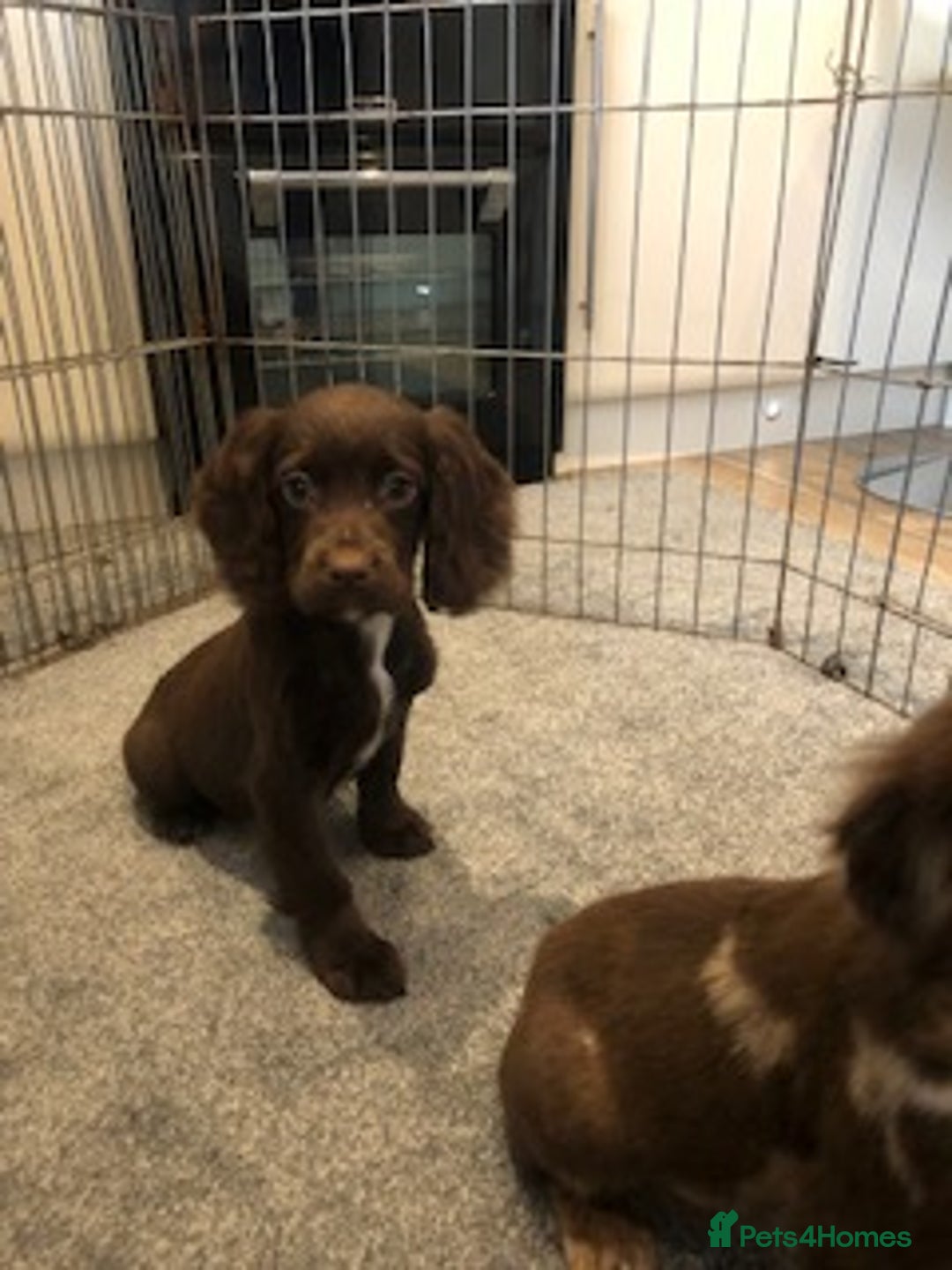 Cocker Spaniel dogs for sale: Cocker spaniel puppys - Advert 7
