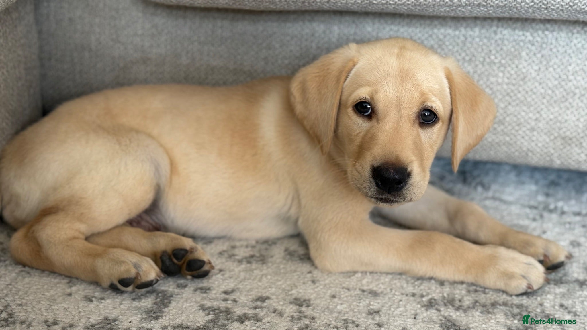 Labrador Retriever dogs *READY TO GO* Working Labrador Puppy 🐾 - Advert 2