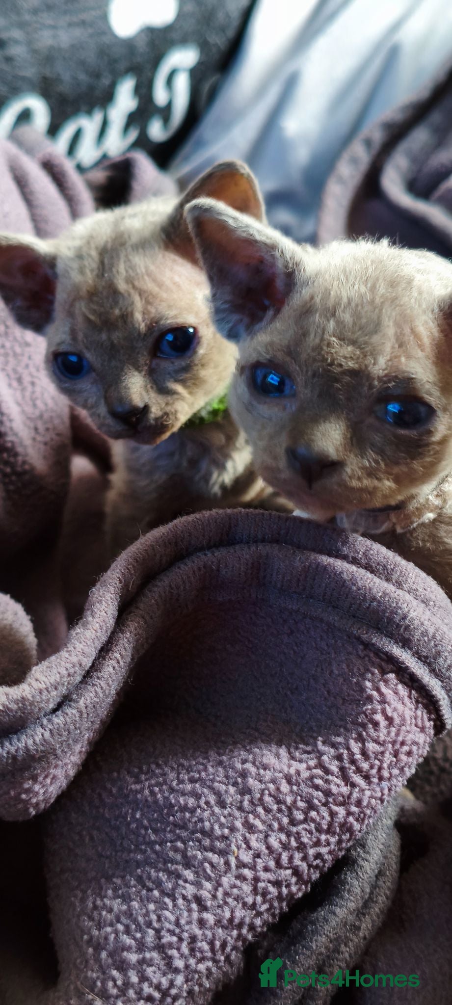 Sphynx cats Stunning Blue/Grey Sphynx Kittens (Litter of 6) - Advert 1