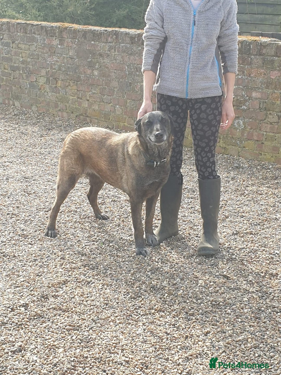 Mixed Breed dogs for adoption: Meet Sasha, currently residing in Merseyside  - Advert 5