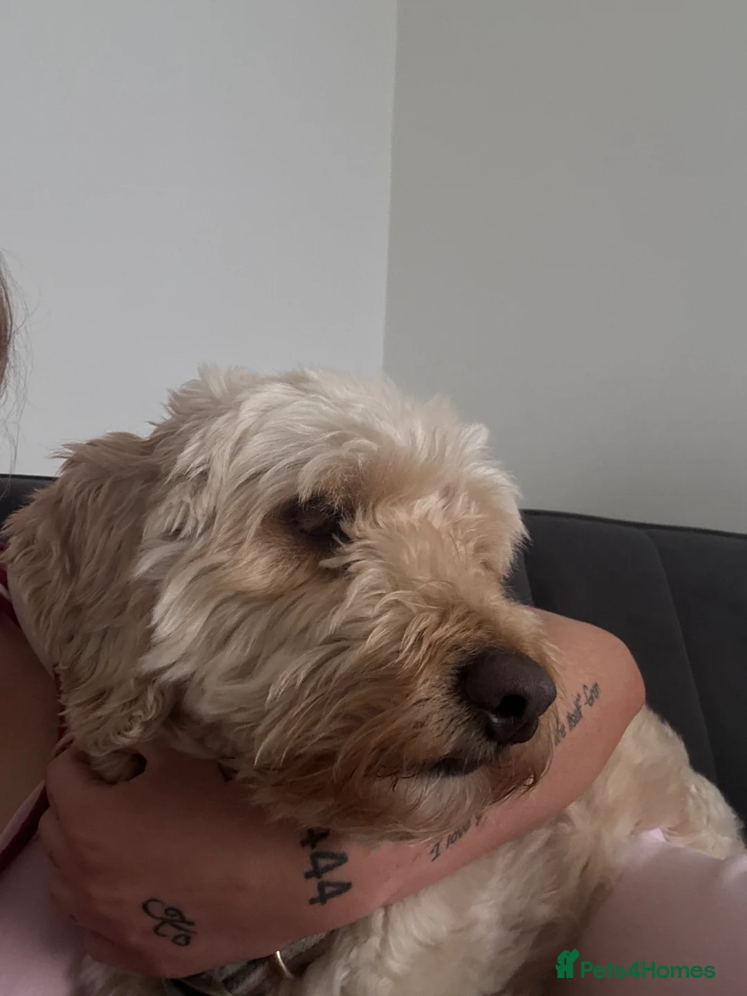 Cockapoo dogs for sale: 4yr old cockapoo for sale  - Advert 2