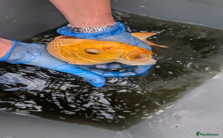 Koi Carp fish - Advert 4
