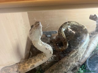 Boa Snake reptiles - Advert 27