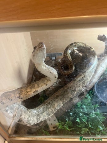 Boa Snake reptiles - Advert 13