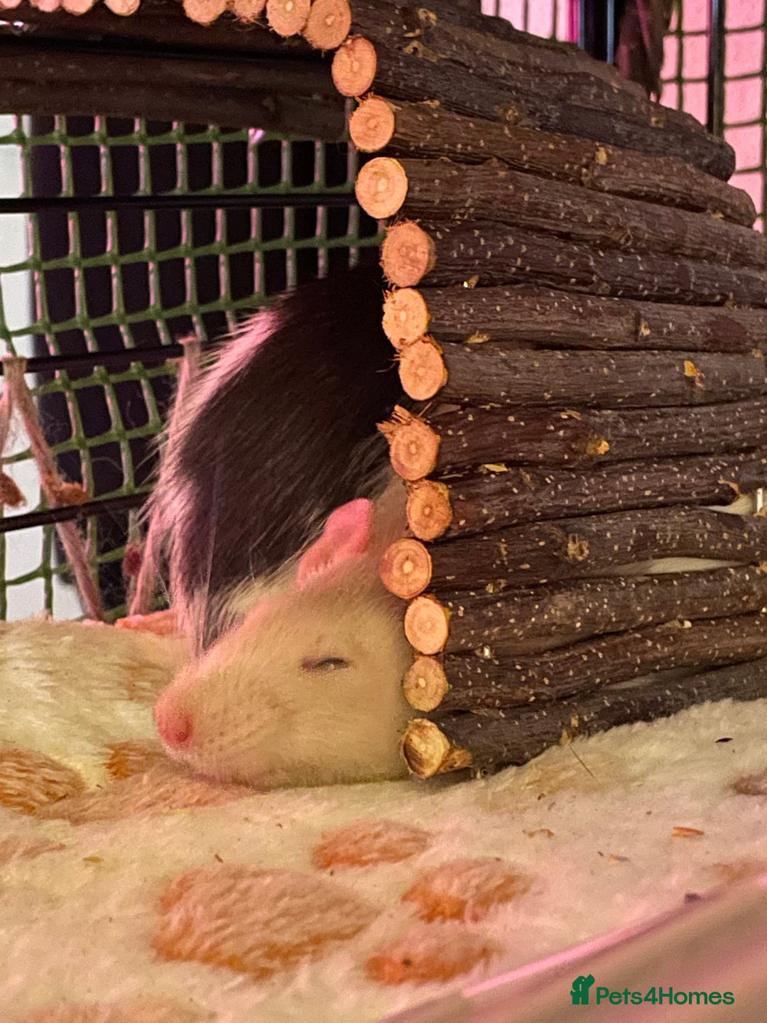 Rat rodents for sale: Beautiful 2 rats - Advert 3