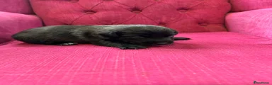 Patterjack Puppy 1