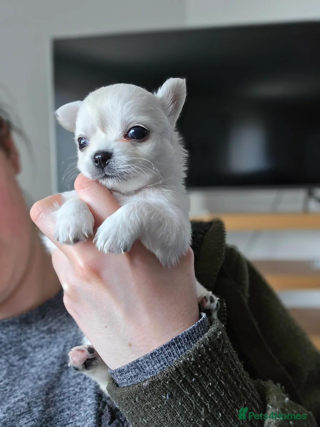 Chihuahua dogs for stud: Long haired Chihuahua for stud in Inverurie - Advert 7