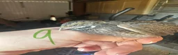 Quail poultry for sale: Chinese painted quail  - Advert 1