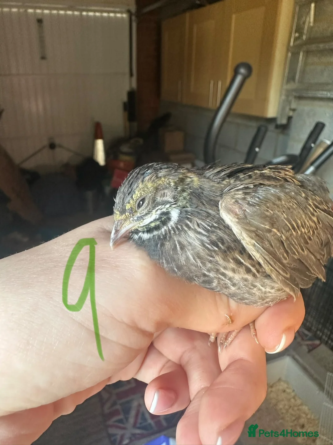 Quail poultry for sale: Chinese painted quail  - Advert 1