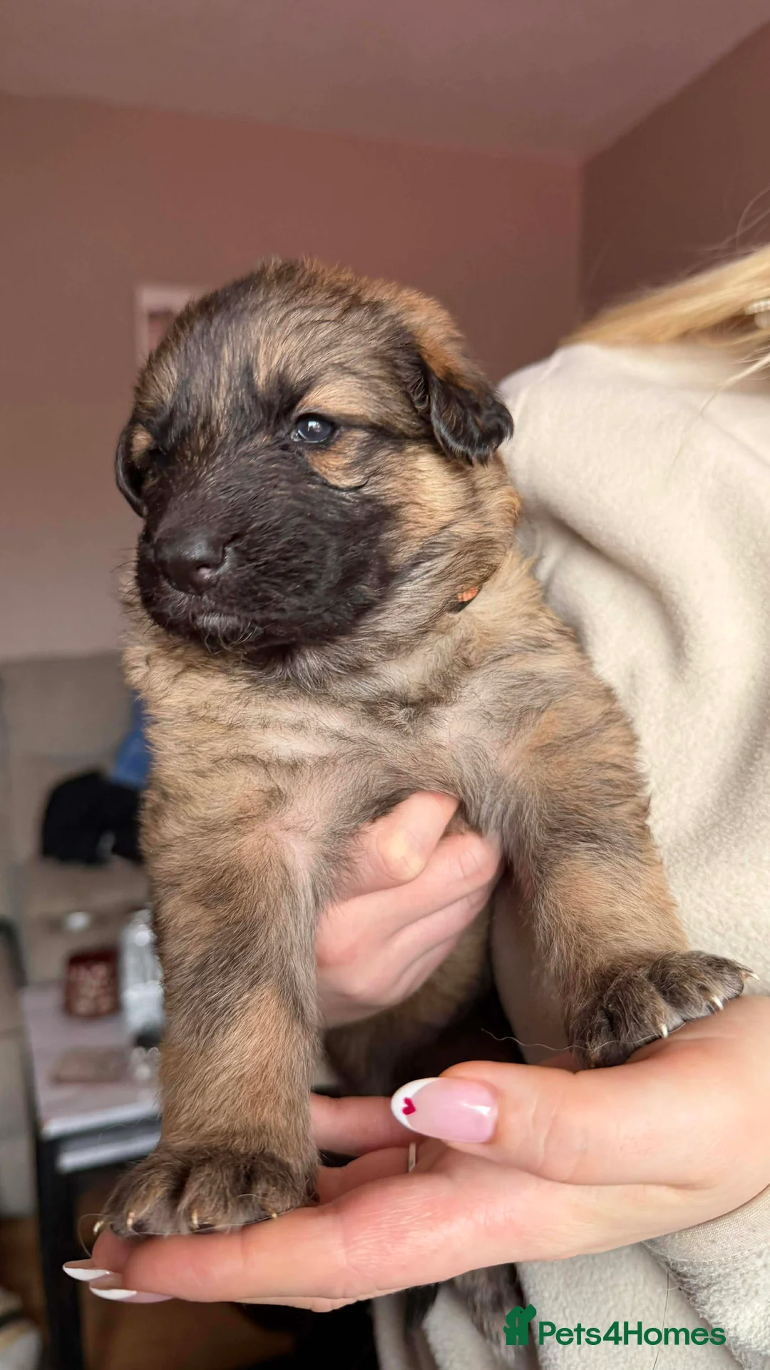 German Shepherd dogs for sale: German Shepherd Puppies - Advert 3