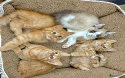 Mixed Breed cats for sale: BEAUTIFUL KITTENS  - Image 8