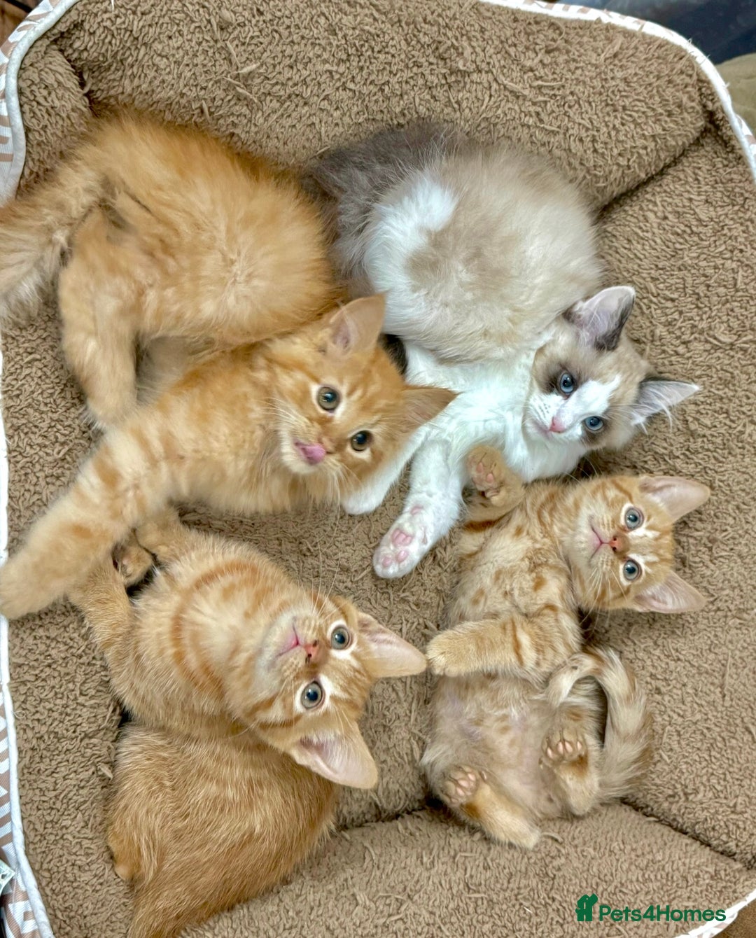 Mixed Breed cats for sale: BEAUTIFUL KITTENS  - Image 8