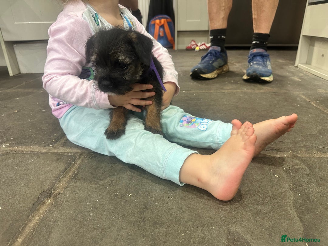 Border Terrier dogs for sale: Border Terrier Pups -Beautiful Pedigree  - Image 11