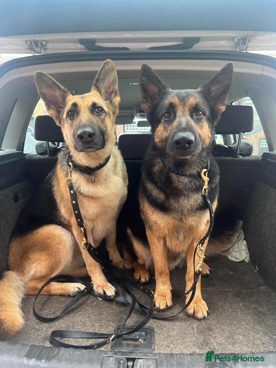 German Shepherd dogs for sale: 2 x German Shepherds for sale - 6 years old - Image 5