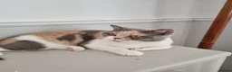 British Shorthair cats for sale: Tri colour British Shorthair  - Advert 3