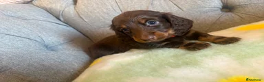 Miniature Dachshund Puppy 2