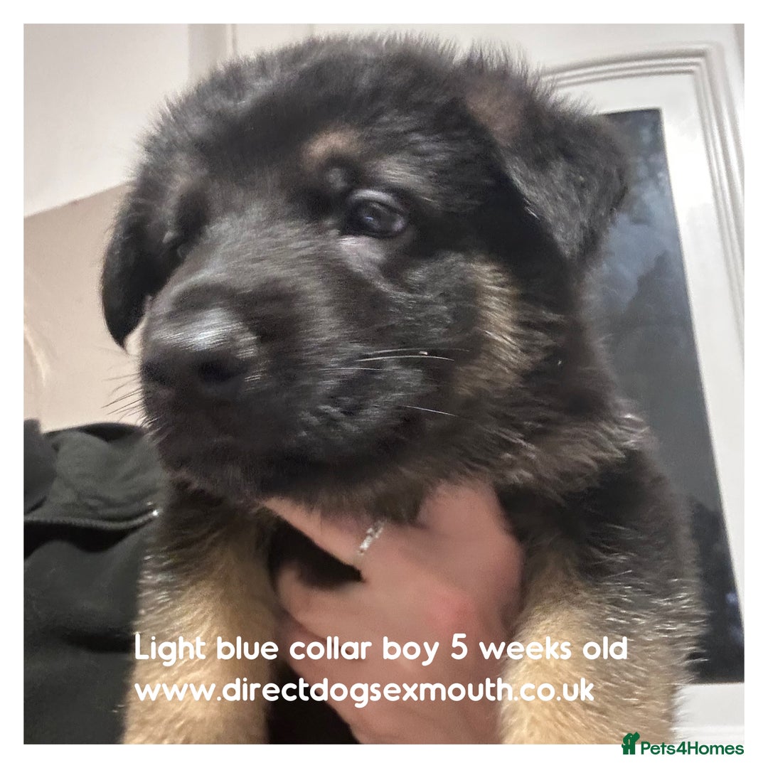 German Shepherd dogs for sale: German shepherd puppies  - Image 33