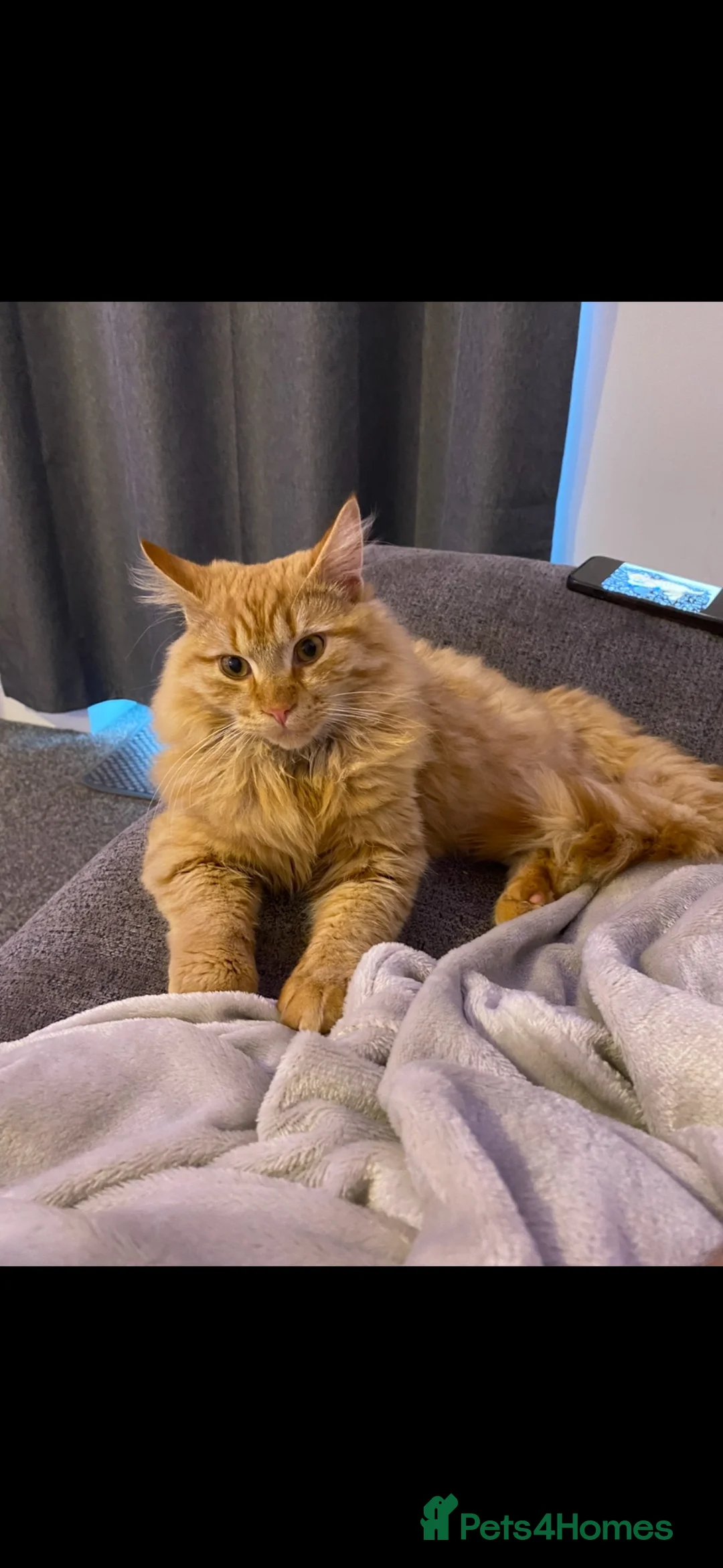 Mixed Breed cats for sale: Male ginger kitten - Advert 4
