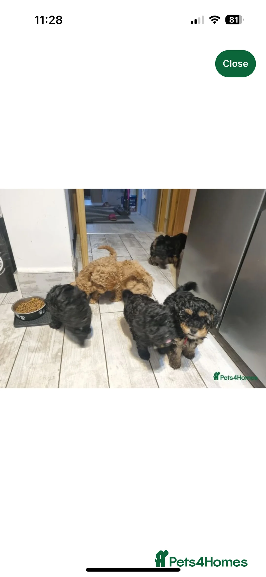 Cockapoo dogs for stud: F1 Red Cockapoo PROVEN Stud-Extensively DNA Tested in Stafford - Advert 28