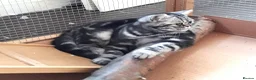 British Shorthair cats for sale: Two vaccinated British kittens.TICA - Advert 8
