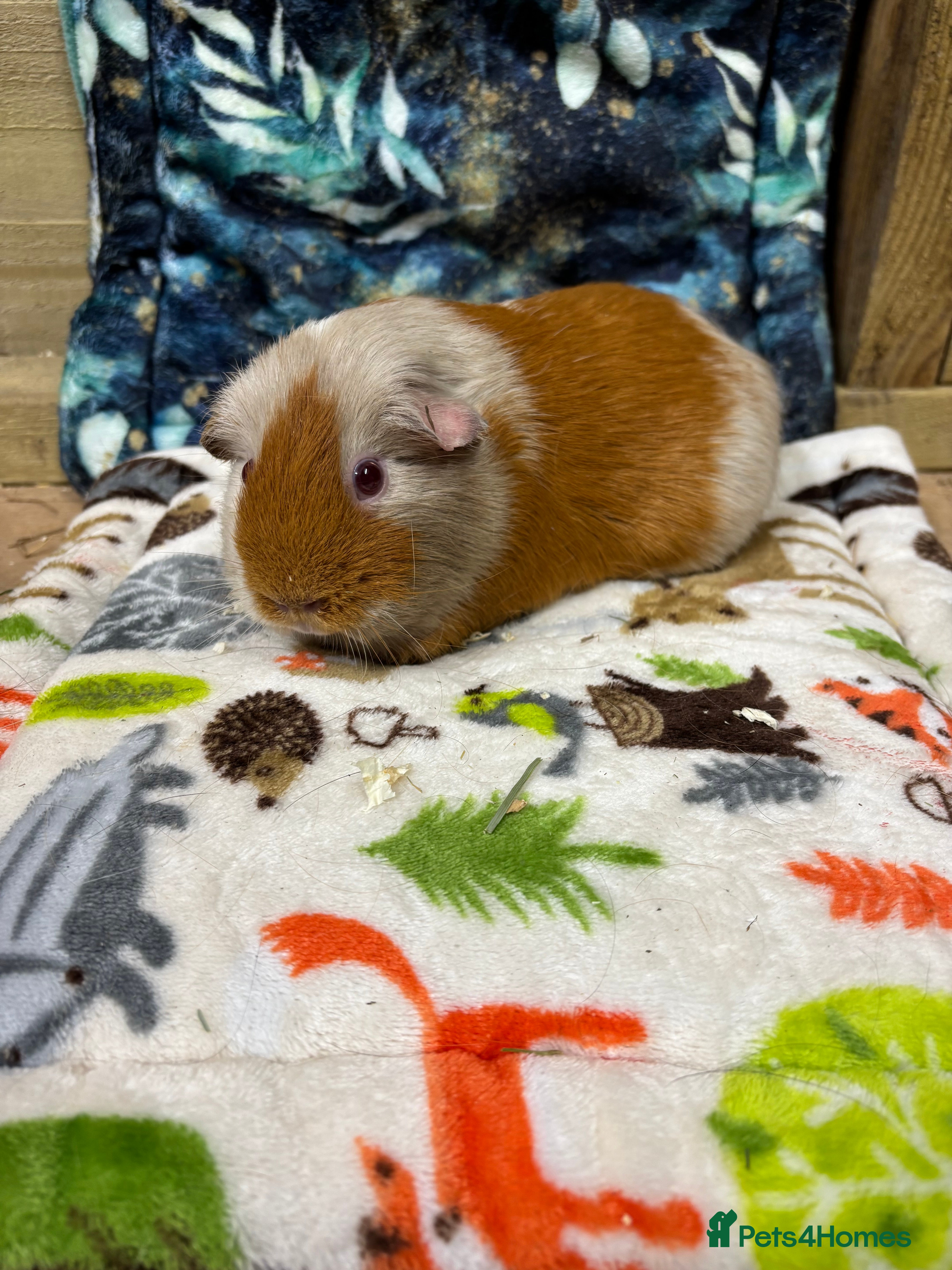 Guinea Pig rodents 2 year old sow - Advert 10