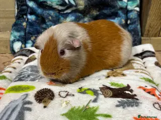 Guinea Pig rodents 2 year old sow - Advert 10