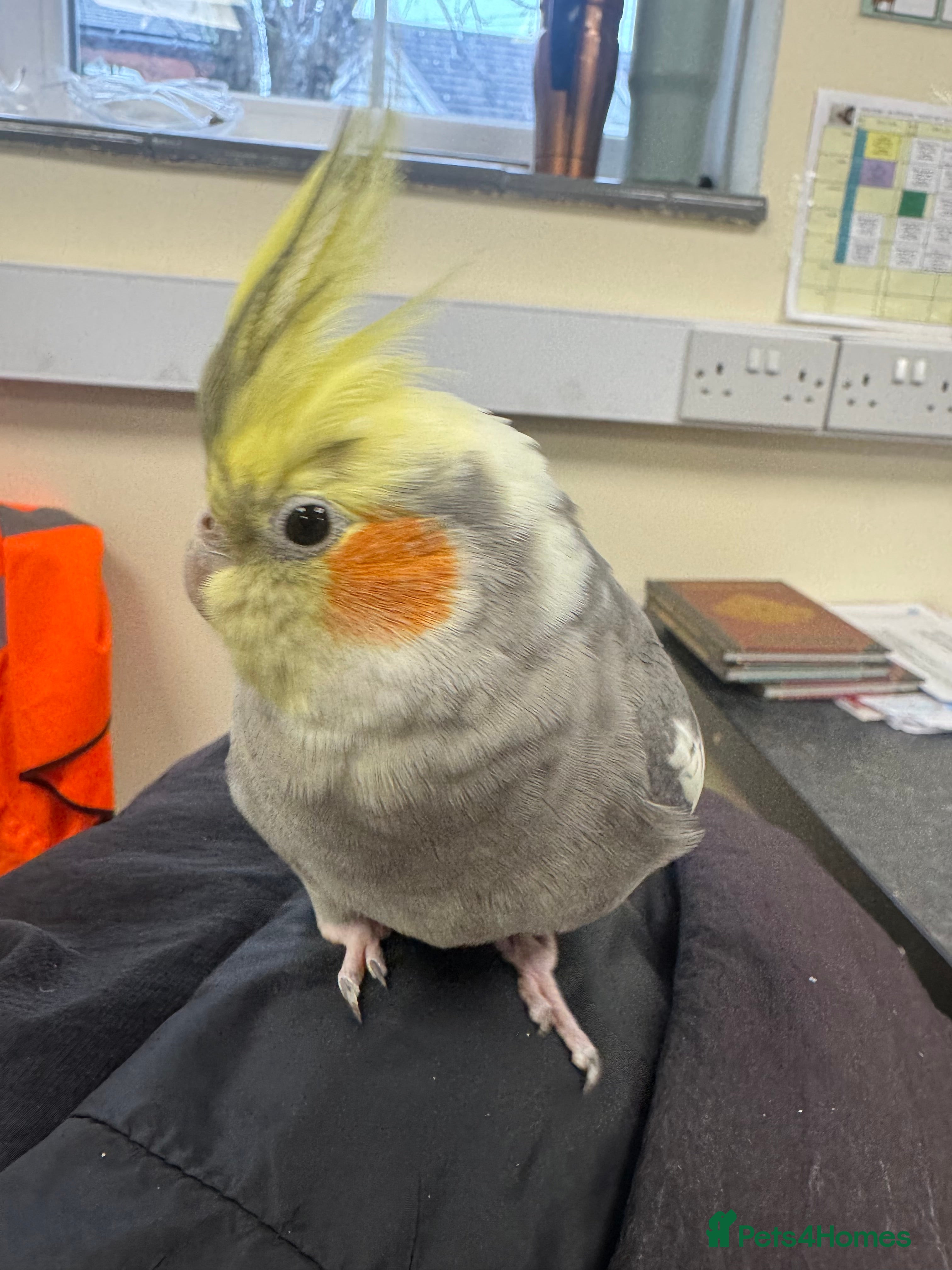 Cockatiels birds Cockatiel for sale  - Advert 1