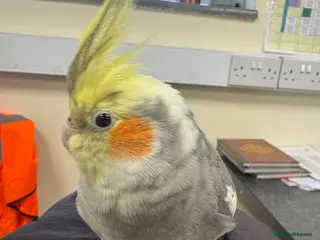 Cockatiels birds Cockatiel for sale - Advert 9